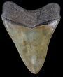 Serrated, Megalodon Tooth - Georgia #37114-2